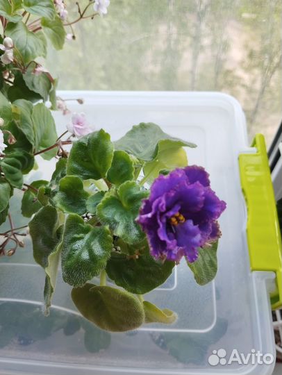 Сортовые фиалки цветущие