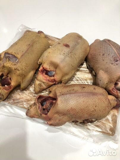Мясо дикой утки