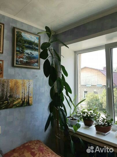 Фикус каучуконосный большой