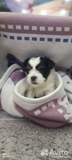 Йорк мальчик