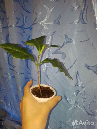 Кофе Арабика