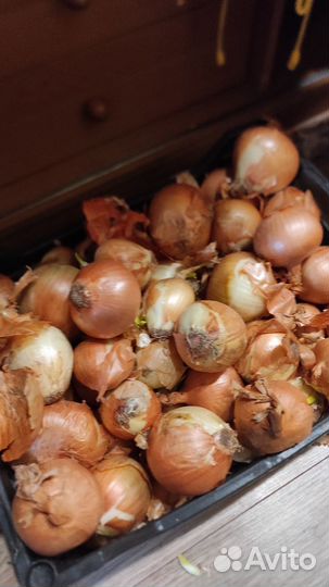 Лук репчатый продажа около 30 кг