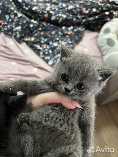 Британские котята