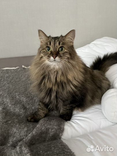 Передержка кошек