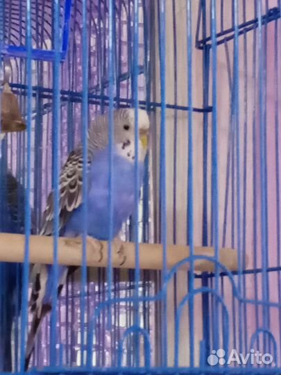 Волнистый попугай