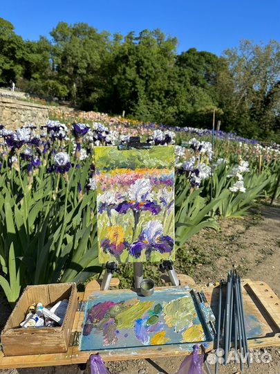 Картина маслом. Ирисы. Никитский Ботанический Сад