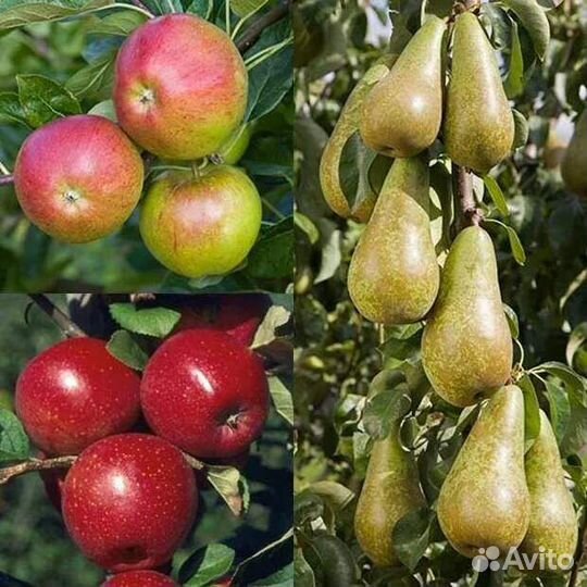 Саженцы яблони и груши