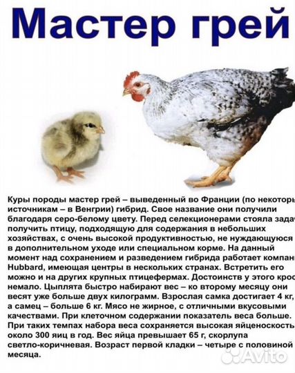 Цыплята мастер грей