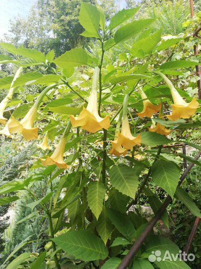 Бругмансия