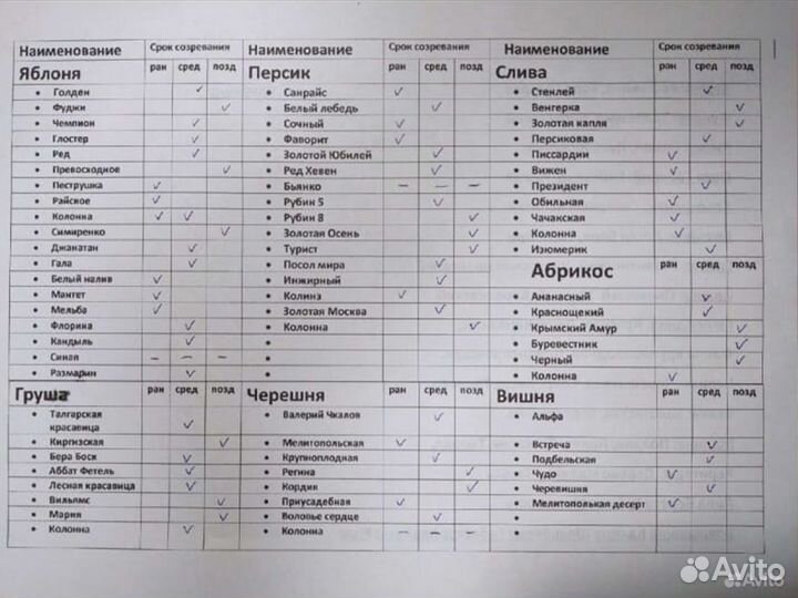 Черешня Гигант Ред