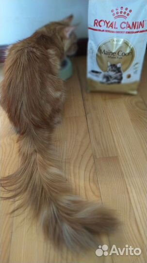 Сухой корм для кошек royal canin для мейн-кунов