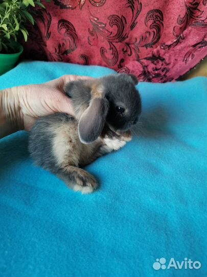 Вислоухие крольчата, красивые окрасы