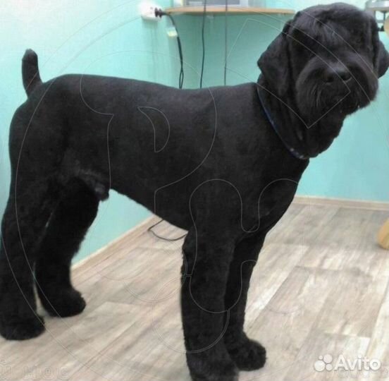 Стрижка кошек и больших собак с выездом на дом