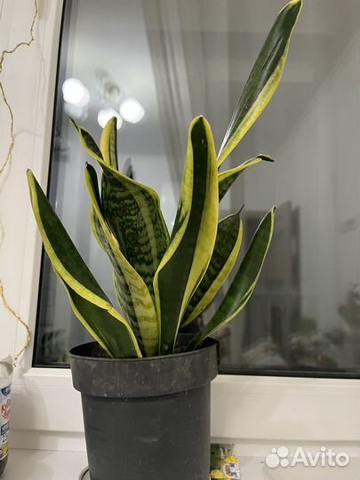 Сансевиерия