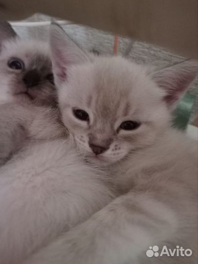 Котята в добрые руки бесплатно