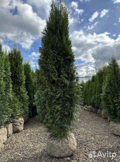 Туя, Туи Смарагд саженцы с доставкой