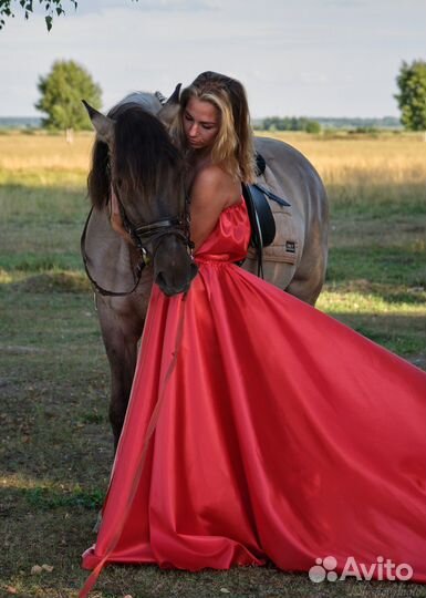 Лошадь мерин в аренду