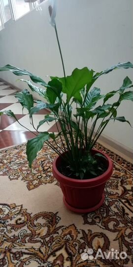 Комнатные цветы