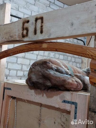 Нубийский козел