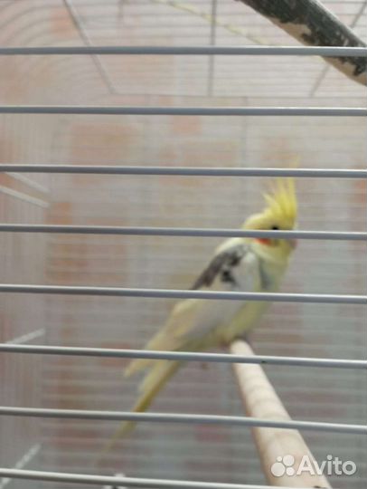 Попугай корелла с двумя клетками. 3 года