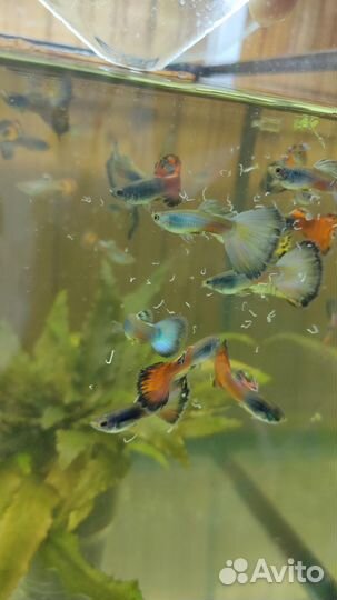 Рыбки гуппи
