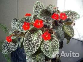 Эписция(отросток)