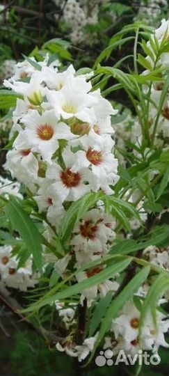 Чекалкин орех