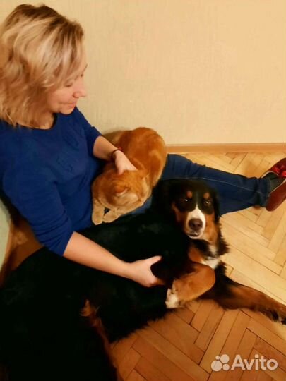 Передержка собак