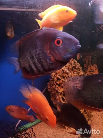 Северум красноплечий