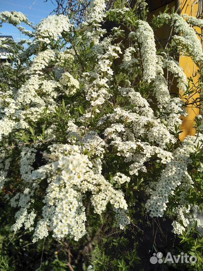 Цветы садовые