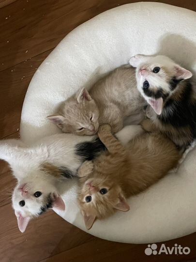 Котята в добрые руки