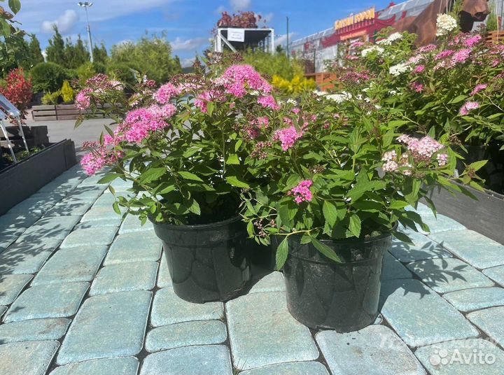 Спирея генпей