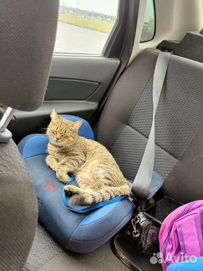 Отдам котенка в добрые руки
