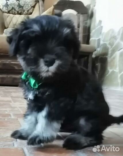 Щенок цвергшнауцера. Мальчик