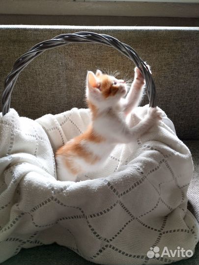 Котенок в добрые руки