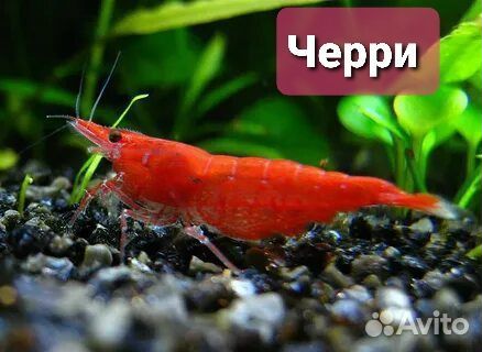 Креветки chery (вишня)