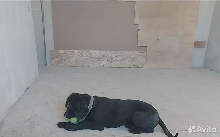 Собака ищет дом