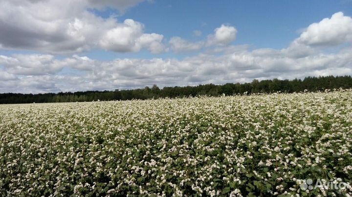 Мед гречишный с Алтая