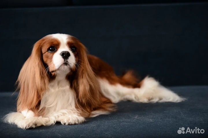 Вязка кавалер кинг чарльз спаниель