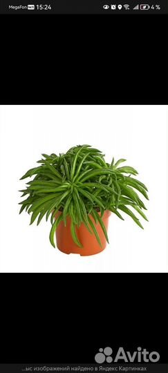 Пеперомия Хэппи бин