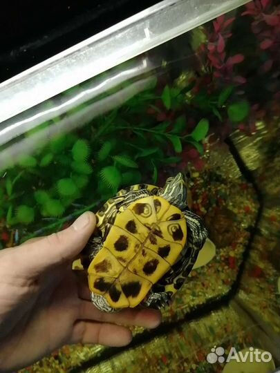 Морская черепаха