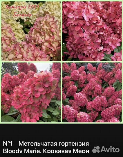 Гортензия Кровавая Мери (Бонфайер) Пиксио