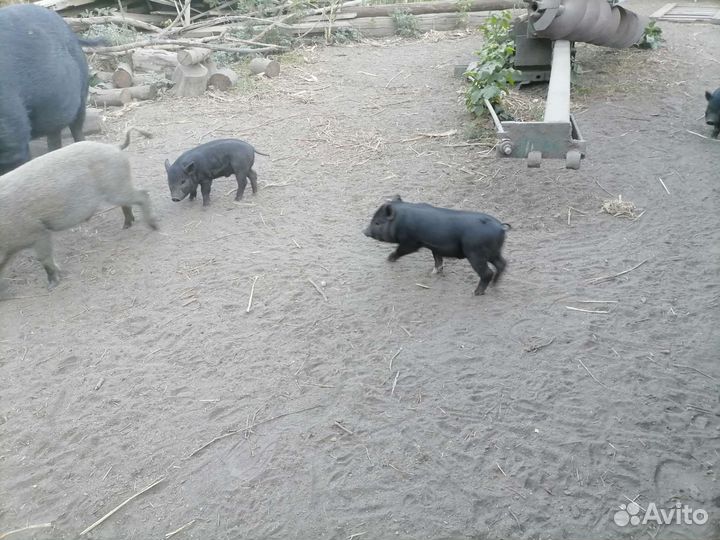 Вьетнамец+мангалица