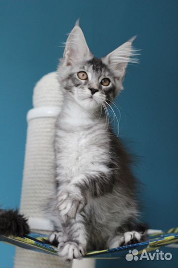 Котята Мейн Кун