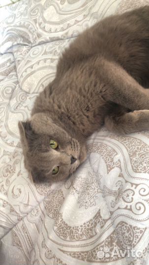 Кошки вислоухие