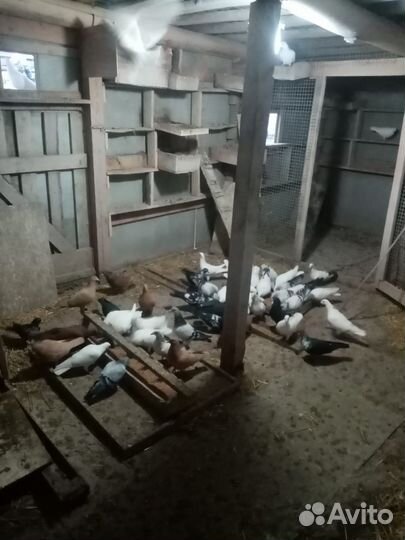 Продам голубей