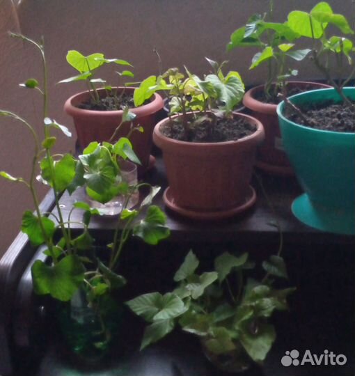 Рассада. Батат