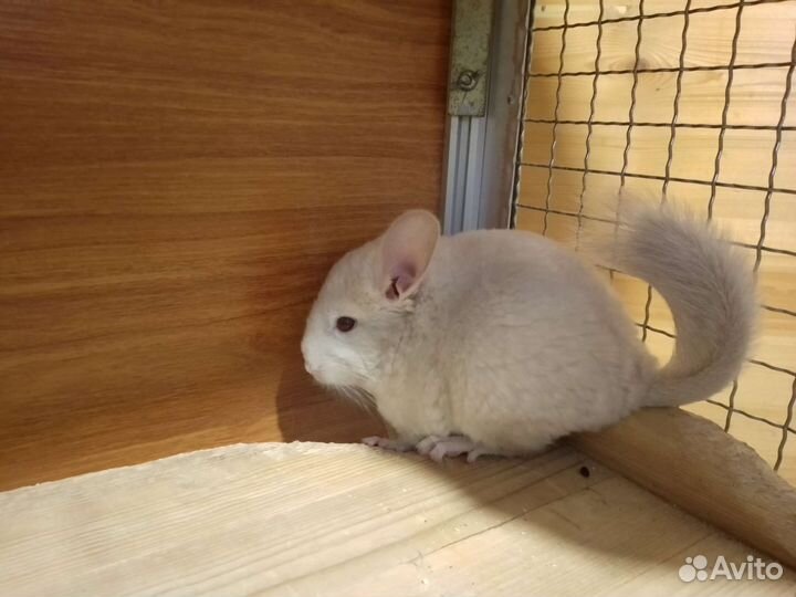 Шиншилла