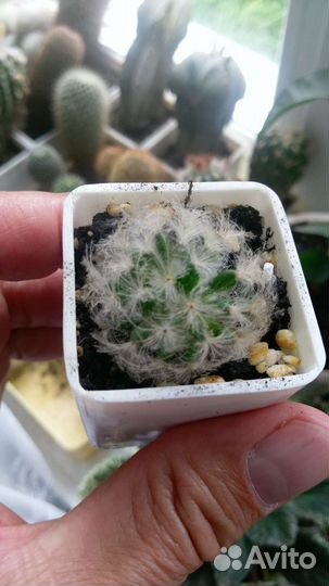 Кактус Маммиллярия плюмоза