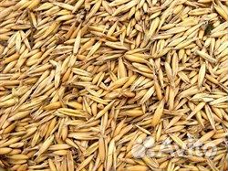 Овес, (30кг/м)